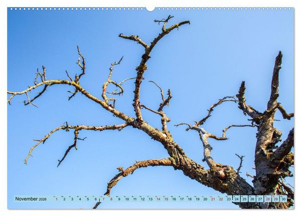 Produktbild: Das Element Holz - Ein Sinnbild (hochwertiger Premium Wandkalender 2026 DIN A2 quer), Kunstdruck in Hochglanz