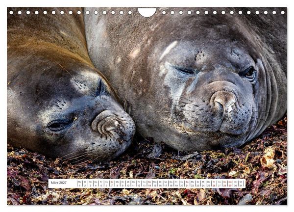 Produktbild: Expedition Antarktis (Wandkalender 2027 DIN A4 quer), CALVENDO Monatskalender