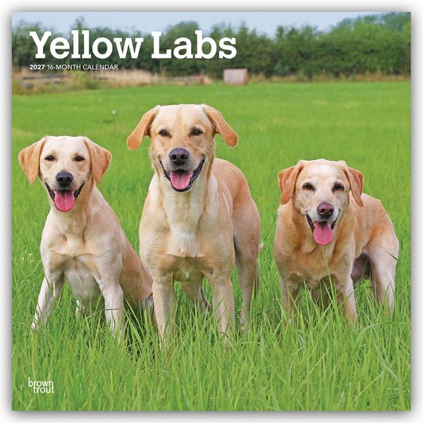Produktbild: Yellow Labrador Retriever &ndash; Gelber Labrador Retriever 2027 &ndash; 16-Monatskalender