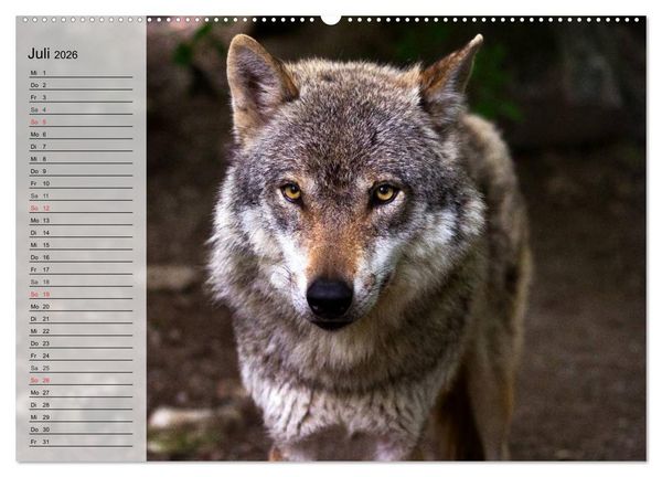 Produktbild: W&ouml;lfe. Graue Eminenzen (Wandkalender 2026 DIN A2 quer), CALVENDO Monatskalender