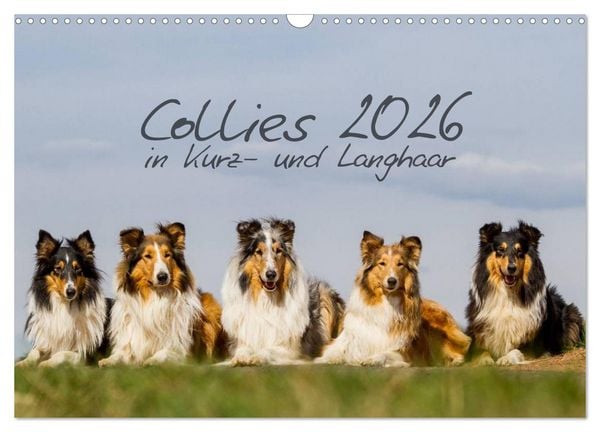 Produktbild: Collies 2026 in Kurz- und Langhaar (Wandkalender 2026 DIN A3 quer), CALVENDO Monatskalender