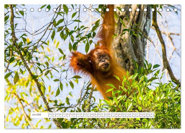 Produktbild: Gunung Leuser Nationalpark und seine Orang Utans (Tischkalender 2026 DIN A5 quer), CALVENDO Monatskalender