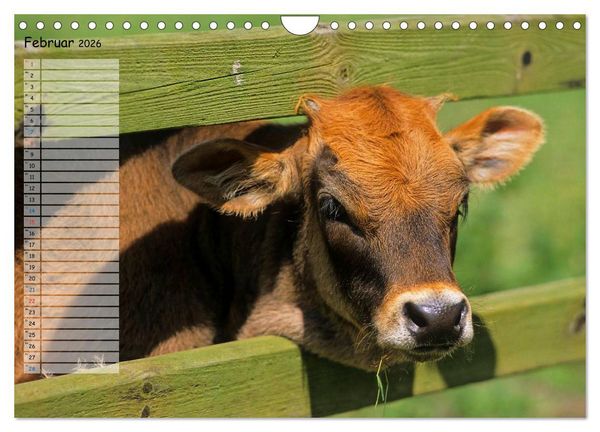 Produktbild: Rinder auf dem Lande (Wandkalender 2026 DIN A4 quer), CALVENDO Monatskalender