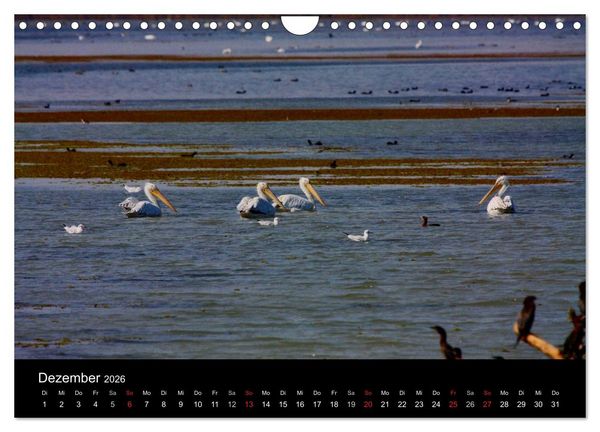 Produktbild: Donaudelta (Wandkalender 2026 DIN A4 quer), CALVENDO Monatskalender