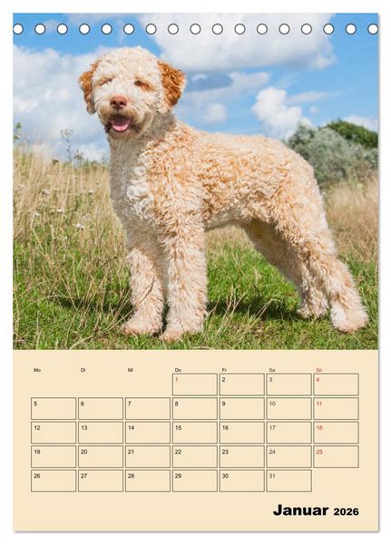 Produktbild: Jahresplaner Lagotto Romagnolo (Tischkalender 2026 DIN A5 hoch), CALVENDO Monatskalender
