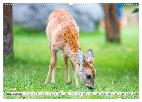 Produktbild: Rehe - Sanfte Waldbewohner (hochwertiger Premium Wandkalender 2026 DIN A2 quer), Kunstdruck in Hochglanz