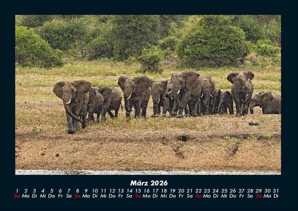 Produktbild: Elefanten Kalender 2026 Fotokalender DIN A4