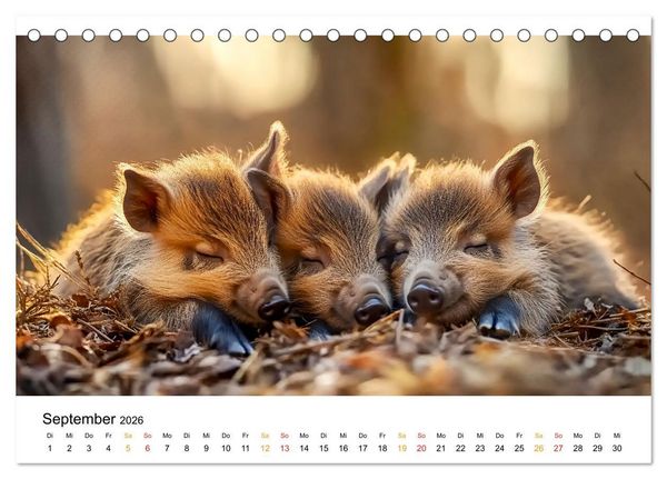 Produktbild: Wenn Tierchen tr&auml;umen (Tischkalender 2026 DIN A5 quer), CALVENDO Monatskalender