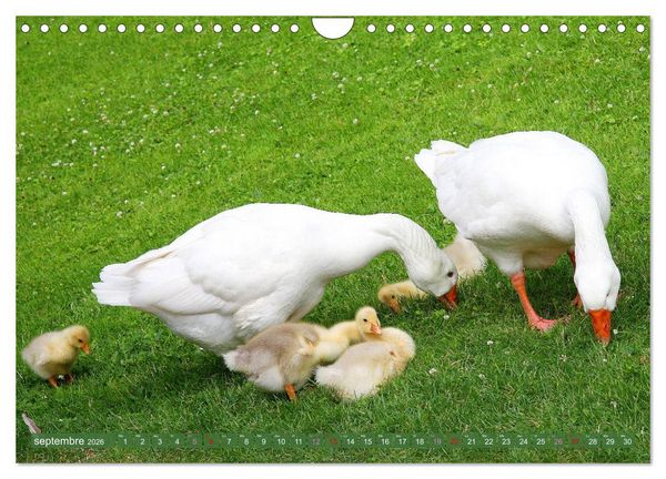 Produktbild: D'adorables nageurs &agrave; plumes (Calendrier mural 2026 DIN A4 vertical), CALVENDO calendrier mensuel