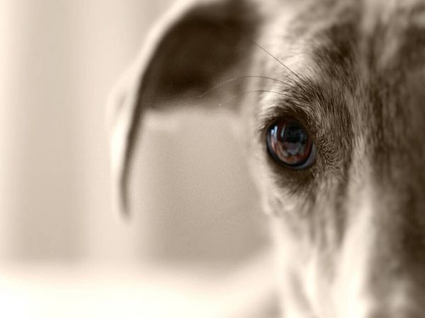 Produktbild: CALVENDO Puzzle Ein Motiv aus dem Kalender Galgo eye-catcher | 1000 Teile Lege-Gr&ouml;&szlig;e 64x48cm Foto-Puzzle f&uuml;r gl&uuml;ckliche Stunden