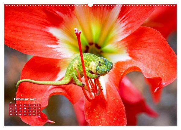 Produktbild: Cham&auml;leon: Die farbenfrohe Welt der Reptilien (Wandkalender 2027 DIN A2 quer), CALVENDO Monatskalender