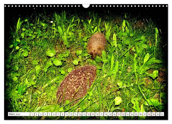 Produktbild: Mein Haus-Igel (Wandkalender 2026 DIN A3 quer), CALVENDO Monatskalender