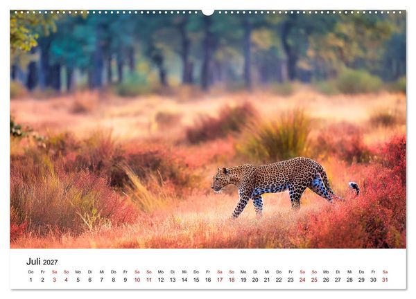 Produktbild: Gefleckte Schatten - Im Bann der Leoparden (Wandkalender 2027 DIN A2 quer), CALVENDO Monatskalender