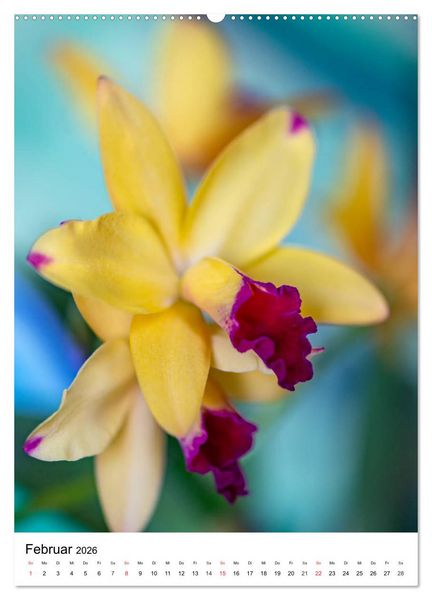 Produktbild: Orchideen (hochwertiger Premium Wandkalender 2026 DIN A2 hoch), Kunstdruck in Hochglanz