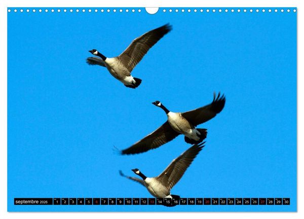 Produktbild: BERNACHES (Calendrier mural 2026 DIN A3 vertical), CALVENDO calendrier mensuel