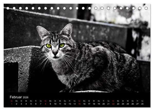 Produktbild: Farbtupfer (Tischkalender 2026 DIN A5 quer), CALVENDO Monatskalender