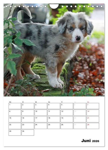 Produktbild: Australian Shepherd (Wandkalender 2026 DIN A4 hoch), CALVENDO Monatskalender
