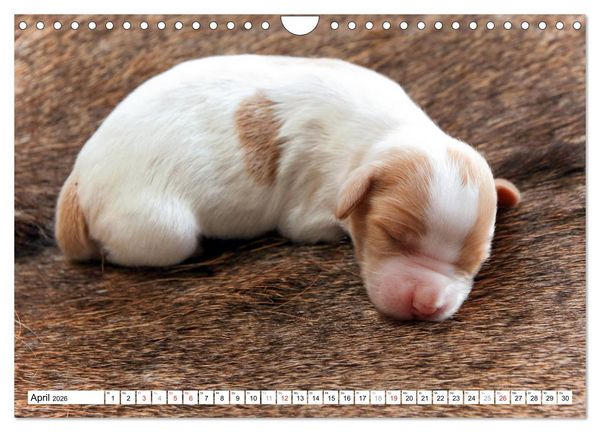 Produktbild: Irish Red and White Setter Welpen (Wandkalender 2026 DIN A4 quer), CALVENDO Monatskalender
