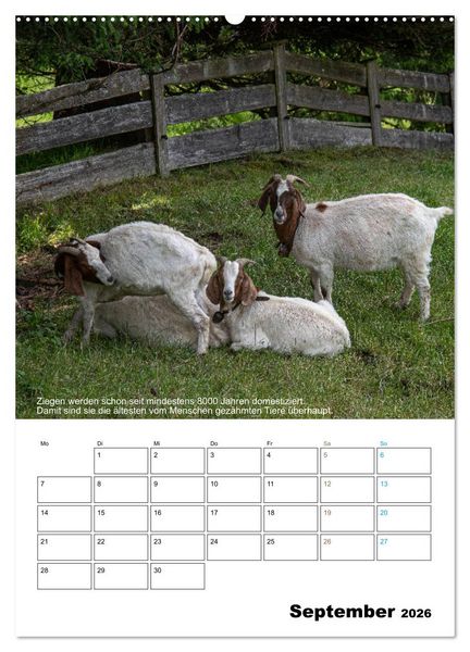 Produktbild: Liebenswerte Landtiere (Wandkalender 2026 DIN A2 hoch), CALVENDO Monatskalender