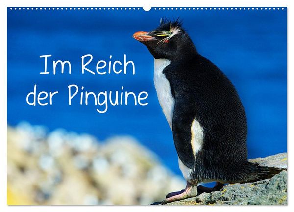 Produktbild: Im Reich der Pinguine (Wandkalender 2026 DIN A2 quer), CALVENDO Monatskalender