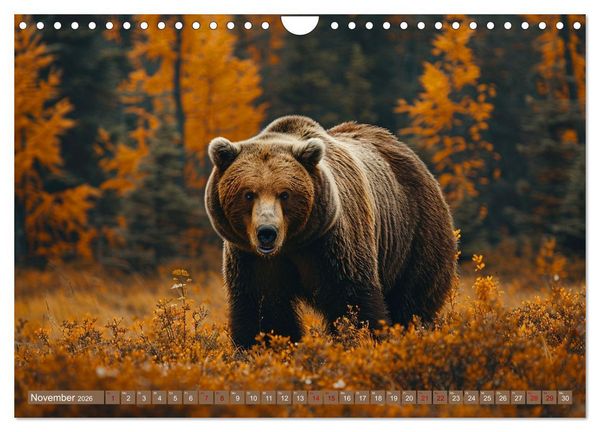 Produktbild: Wildes B&auml;renland (Wandkalender 2026 DIN A4 quer), CALVENDO Monatskalender