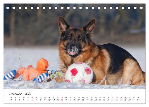 Produktbild: Deutscher Sch&auml;ferhund / CH-Version (Tischkalender 2026 DIN A5 quer), CALVENDO Monatskalender