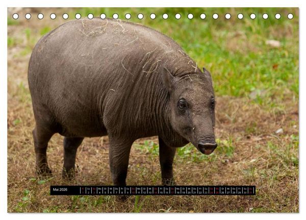 Produktbild: Schweinereien (Tischkalender 2026 DIN A5 quer), CALVENDO Monatskalender
