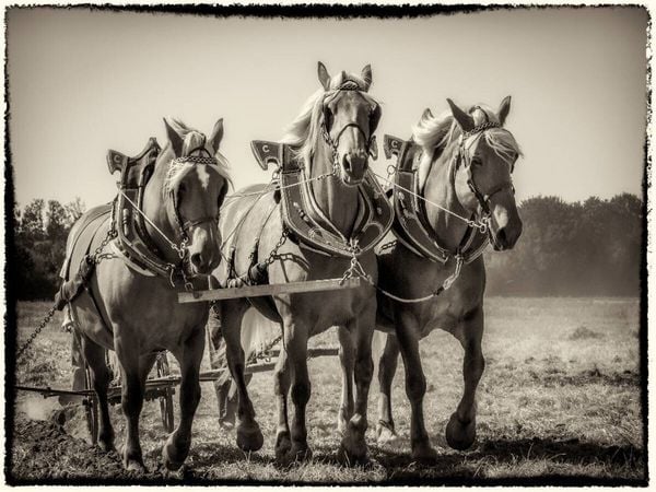 Produktbild: CALVENDO Puzzle Pfl&uuml;gen mit drei Pferden | 1000 Teile Lege-Gr&ouml;&szlig;e 64x48cm Foto-Puzzle f&uuml;r gl&uuml;ckliche Stunden