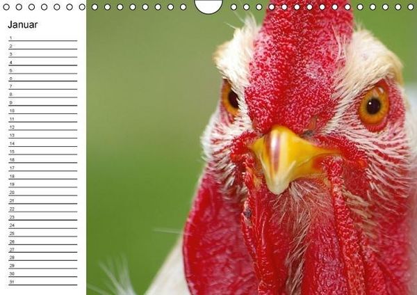 Produktbild: H&uuml;hner / Geburtstagskalender (Wandkalender immerw&auml;hrend DIN A4 quer)