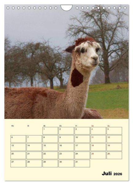 Produktbild: Alpakas erleben (Wandkalender 2026 DIN A4 hoch), CALVENDO Monatskalender