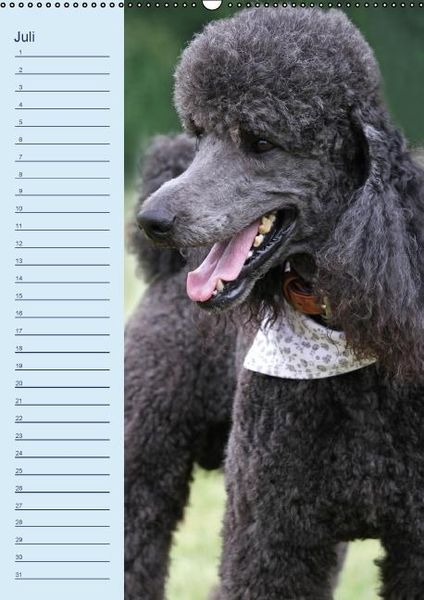 Produktbild: Pudel / Geburtstagskalender (Wandkalender immerw&auml;hrend DIN A2 hoch)