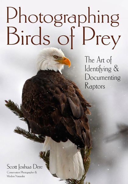 Produktbild: Photographing Birds of Prey