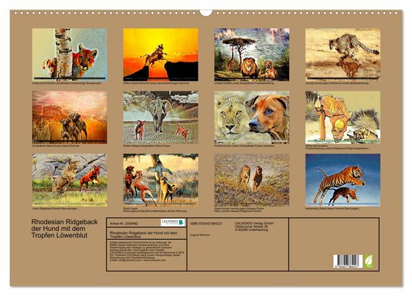 Produktbild: Rhodesian Ridgeback der Hund mit dem Tropfen L&ouml;wenblut (Wandkalender 2026 DIN A2 quer), CALVENDO Monatskalender