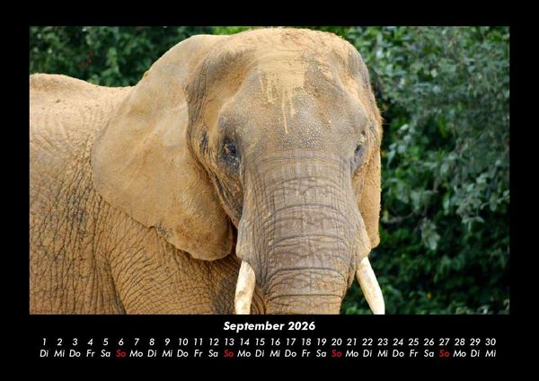 Produktbild: Der Tierkalender 2026 Fotokalender DIN A3