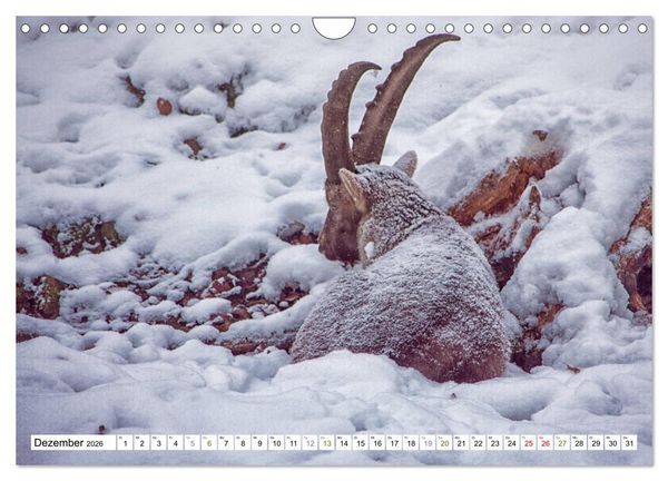 Produktbild: Steinb&ouml;cke - imposante Tiere (Wandkalender 2026 DIN A4 quer), CALVENDO Monatskalender