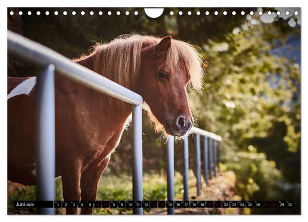 Produktbild: Shetlandpony Kalender (Wandkalender 2026 DIN A4 quer), CALVENDO Monatskalender