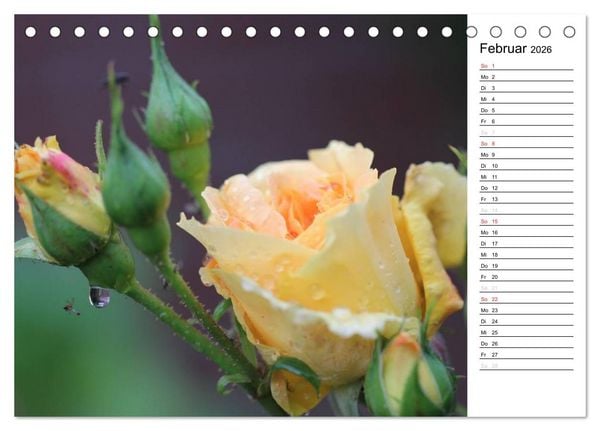 Produktbild: Zauberhafte Rosen (Tischkalender 2026 DIN A5 quer), CALVENDO Monatskalender