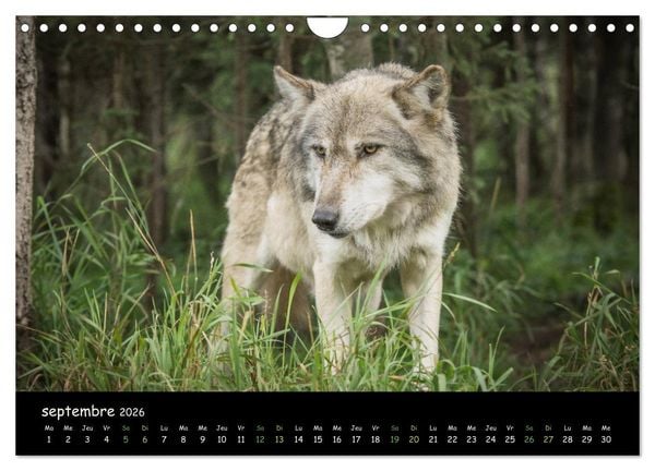 Produktbild: J'ai vu le loup (Calendrier mural 2026 DIN A4 vertical), CALVENDO calendrier mensuel