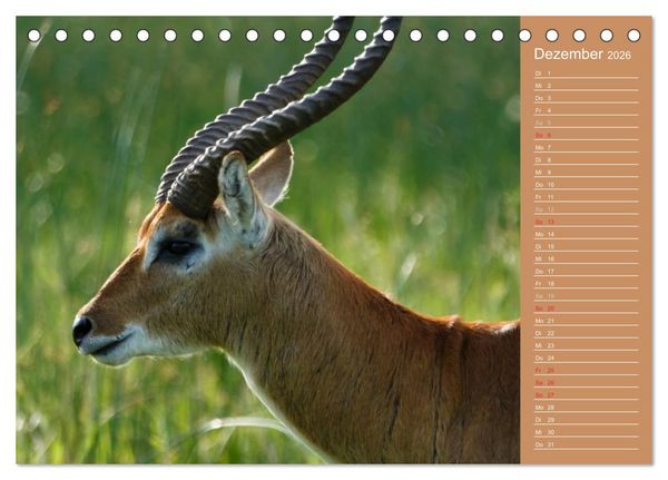 Produktbild: Afrika - Faszinierende Tierwelt (Tischkalender 2026 DIN A5 quer), CALVENDO Monatskalender