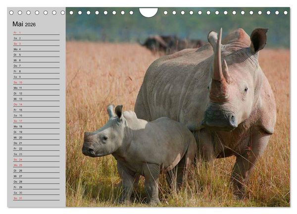 Produktbild: Nash&ouml;rner und Flusspferde (Wandkalender 2026 DIN A4 quer), CALVENDO Monatskalender