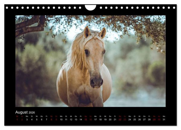 Produktbild: Die Faszinierende Welt der Pferde (Wandkalender 2026 DIN A4 quer), CALVENDO Monatskalender
