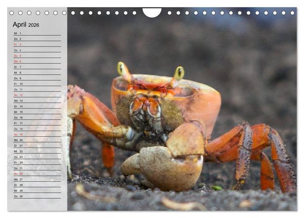 Produktbild: Krabben. Witzige Monster (Wandkalender 2026 DIN A4 quer), CALVENDO Monatskalender