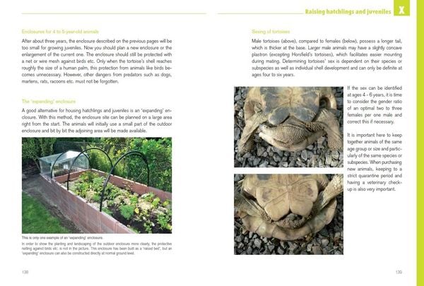Produktbild: Mediterranean Tortoises: Gentle Creatures in Hard Shells