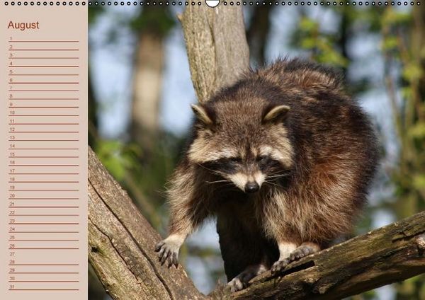 Produktbild: Waschb&auml;ren / Geburtstagskalender (Wandkalender immerw&auml;hrend DIN A2 quer)