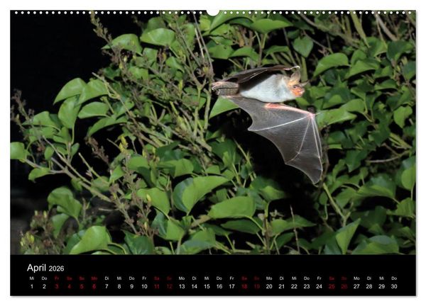 Produktbild: Flederm&auml;use - J&auml;ger der Nacht (hochwertiger Premium Wandkalender 2026 DIN A2 quer), Kunstdruck in Hochglanz