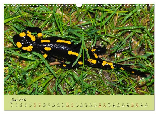 Produktbild: Feuersalamander - Liebenswerte Heimlichtuer (Wandkalender 2026 DIN A3 quer), CALVENDO Monatskalender