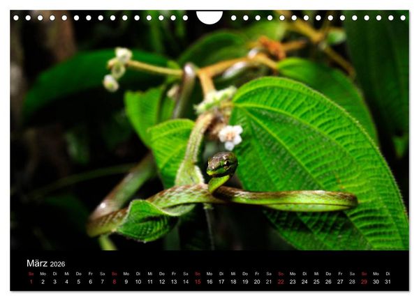 Produktbild: Schlangen (Wandkalender 2026 DIN A4 quer), CALVENDO Monatskalender