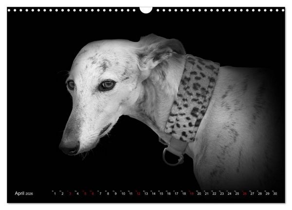 Produktbild: Galgo Espa&ntilde;ol - der spanische Windhund 2026 (Wandkalender 2026 DIN A3 quer), CALVENDO Monatskalender