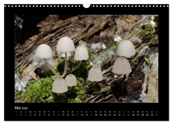 Produktbild: Pilze (Wandkalender 2026 DIN A3 quer), CALVENDO Monatskalender