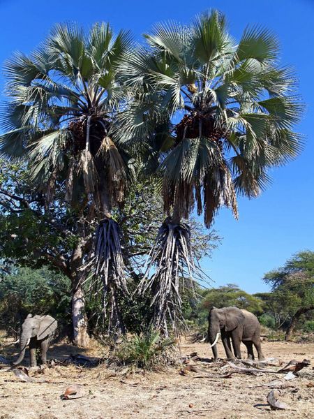Produktbild: CALVENDO Puzzle Elefanten unter Palmen, Afrika | 1000 Teile Lege-Gr&ouml;&szlig;e 64x48cm Foto-Puzzle f&uuml;r gl&uuml;ckliche Stunden